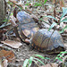 Eastern box turtles