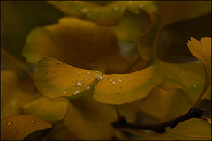 Spätherbstimpression