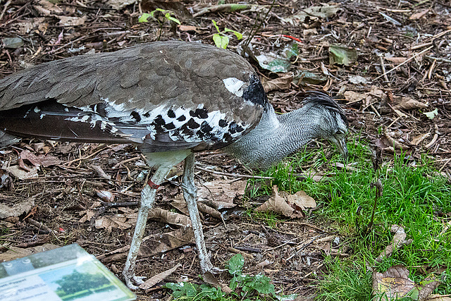 20140926 5460VRAw [D~SFA] Trappe, Vogelpark, Walsrode