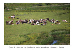 Cows & calves beside the Cuckmere River at Exceat - 11.6.2015