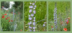 Can you positively identify this British wildflower?