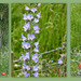 Can you positively identify this British wildflower?