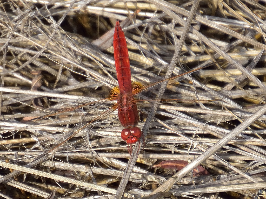 Broad Scarlet m (Crocothemis erythraea) DSB 1157