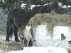 last reindeer viewing