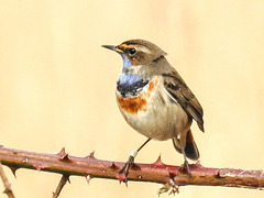 20180403 3464CPw [D~AUR] Blaukehlchen (Luscinia cyanecula), Leybucht, Greetsiel