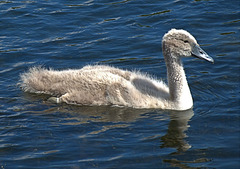 Cygnet