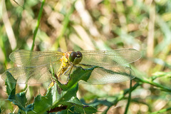 Common Darter-DSD2063