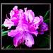Rhododendron-2... ©UdoSm