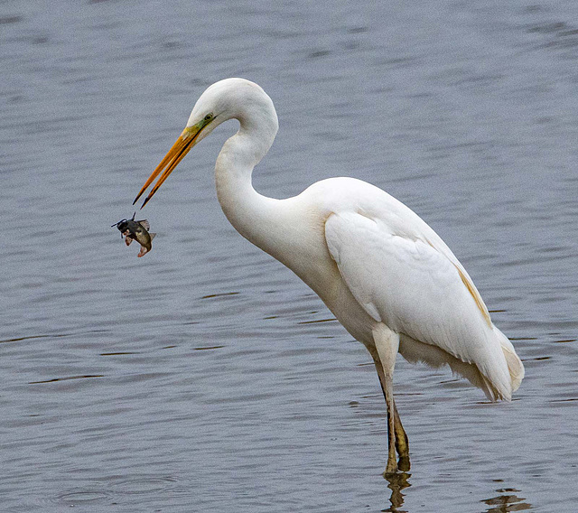 Great white egret with its perch catch