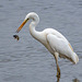 Great white egret with its perch catch