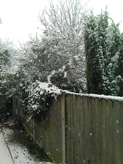 Neighbour's trees and bushes