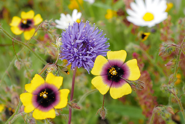 Jasione montana, Tuberaria guttata