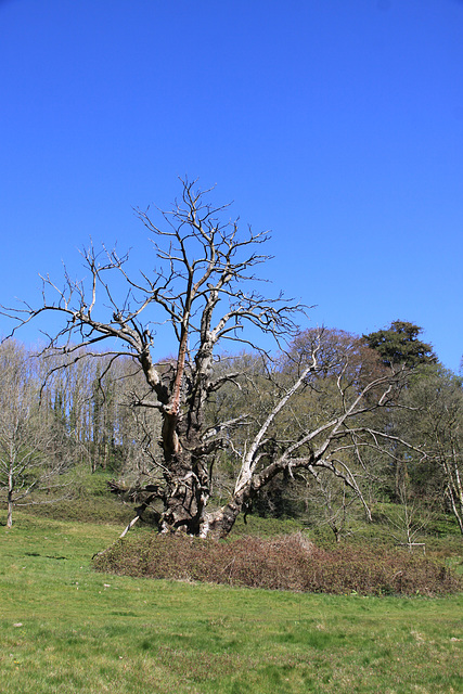 Stourhead Gardens