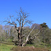 Stourhead Gardens