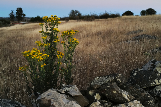 Senecio jacobaea , Asterales, Tasna, Erva-de-santiago