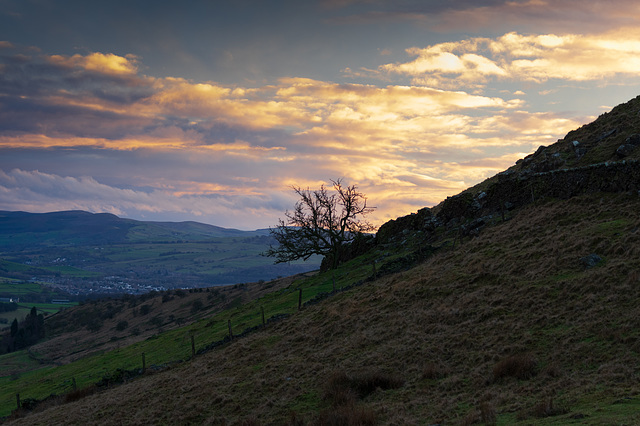 Cown Edge Tree again