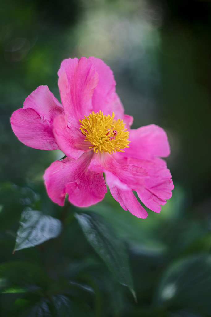 paeonia lactiflora