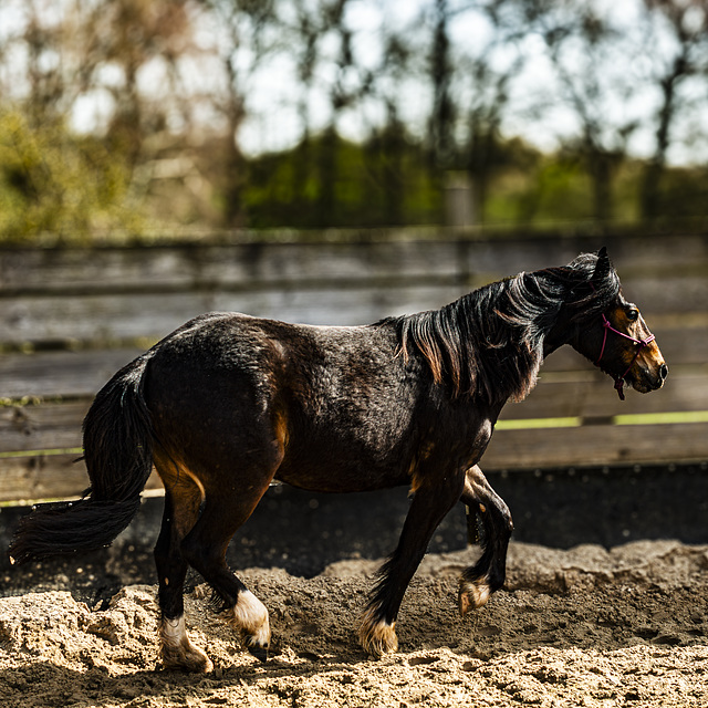 20240331_cooper ranch südharz (d800)