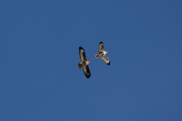 Buzzards