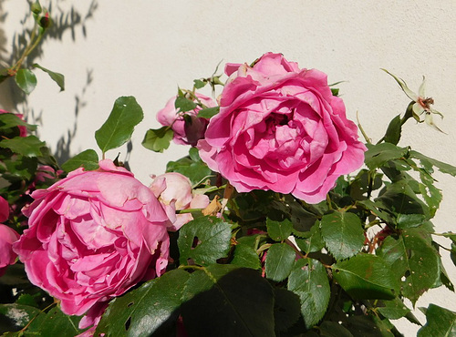 Des roses du parc pour toutes les Mamans***********