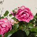 Des roses du parc pour toutes les Mamans***********