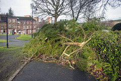 Storm Damage