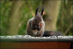 "Vogelfutter - nicht übel!"