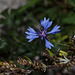 KR609433 M©IngoKrehl PiP