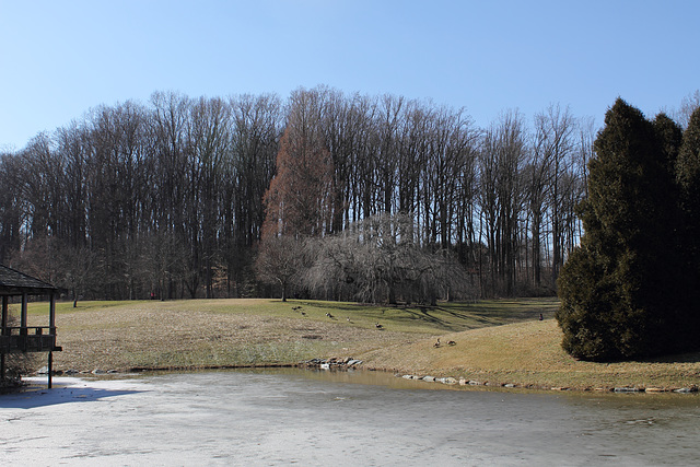 frozen pond