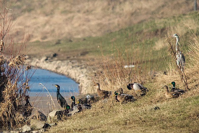 20150216 7035VRTw [D~SHG] Kormoran (Phalacrocorax carbo), Graureiher (Ardea cinerea), Enten, Weser, Rinteln