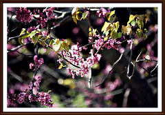 Redbuds & leaves