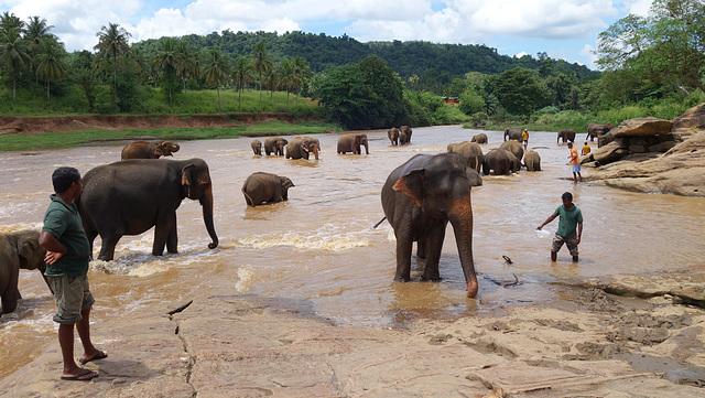 Sri Lanka tour - the fourth day - Pinnawala Elephant Orphanage