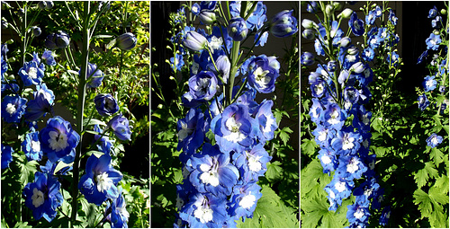 Delphinium forest