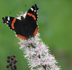 Red Admiral II