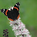 Red Admiral II