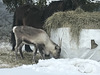 last reindeer viewing