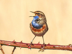 20180403 3467CPw [D~AUR] Blaukehlchen (Luscinia cyanecula), Leybucht, Greetsiel