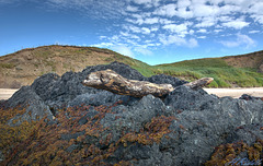 Flying log at Whistling  Sands