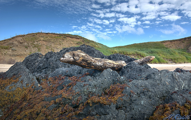 Flying log at Whistling  Sands