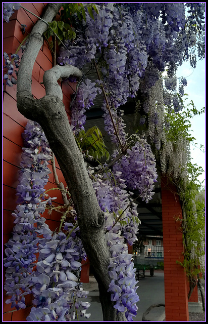 Wisteria on a dull day