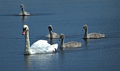 Swan and Family