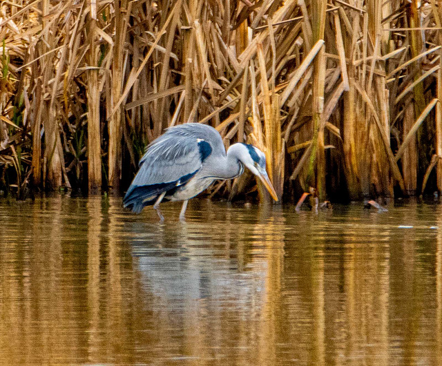 Heron