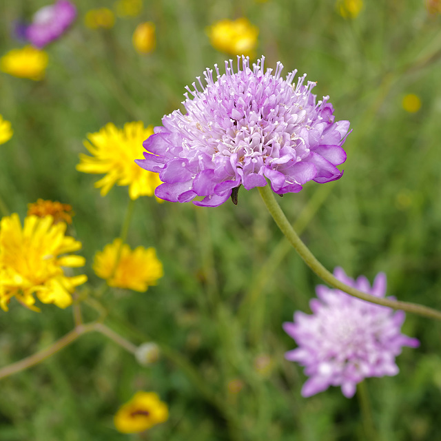 Knautia nevadensis, Dipsacales