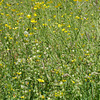 Buttercups and Yellow Rattle