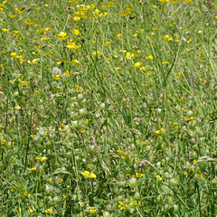 Buttercups and Yellow Rattle