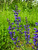20210606 0499CPw [D~LIP] Blume, UWZ, Bad Salzuflen
