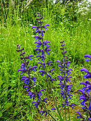 20210606 0499CPw [D~LIP] Blume, UWZ, Bad Salzuflen