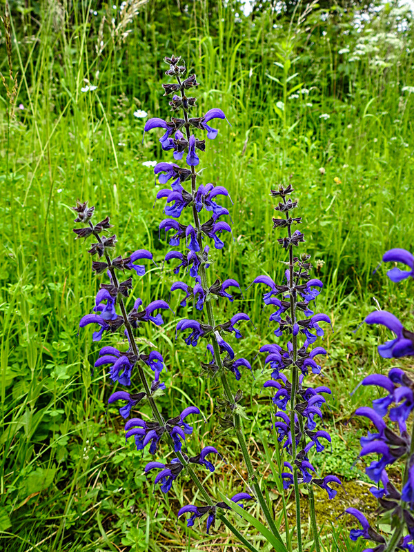 20210606 0499CPw [D~LIP] Blume, UWZ, Bad Salzuflen
