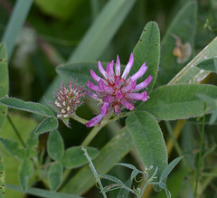 Red clover in close-up