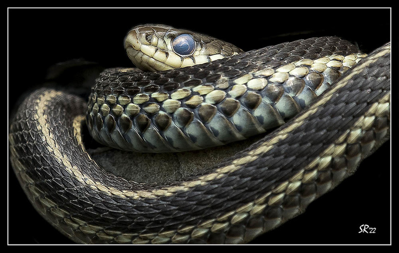 Garter Snakes in Black.